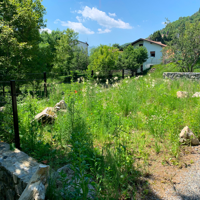 Planting of Wildflower Meadow in Peduzzi, Italy