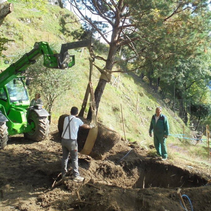 Planting of semi-mature trees in Padduzzi, Italy